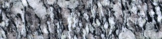 Silver Bark